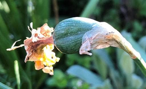 Daffodil dried flower head